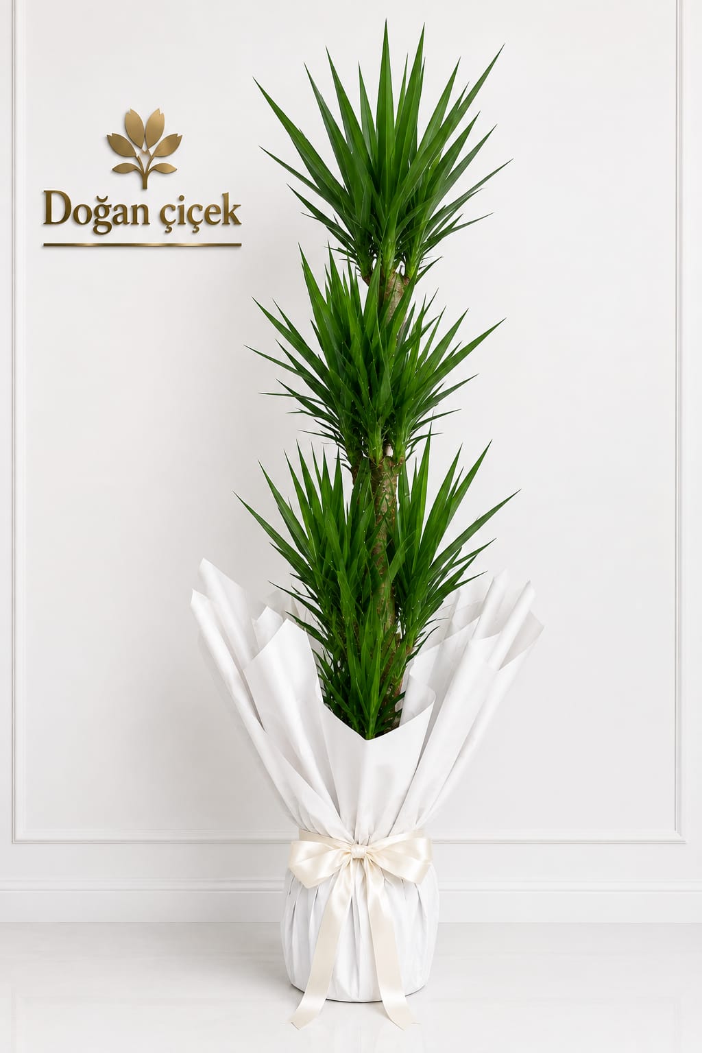 200-cm-yucca